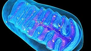 Minding Your Mitochondria